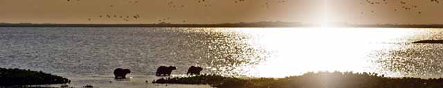 Capybaras at sunset