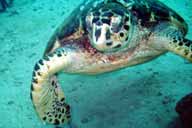 Tortuga carey in Morrocoy National Park