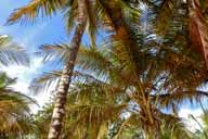 Palm trees at Playa Pui Pui