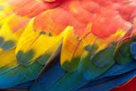 Piume Ara, Los Llanos