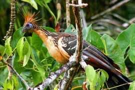 Hoatzin pássaro no Delta Orinoco