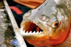 Piranha no Delta do Orinoco