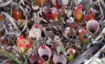 Heliamphora minor auf dem Auyan-Tepui