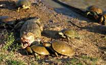 Caimani e tartarughe a Los Llanos