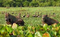 Capibaras e anatre in Los Llanos
