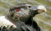 Condor alla stazione Mifafi