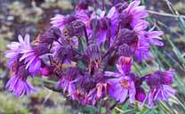 Frailejon a La Verde Lagoon