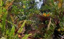 Vegetation in cloud forest of Roraima